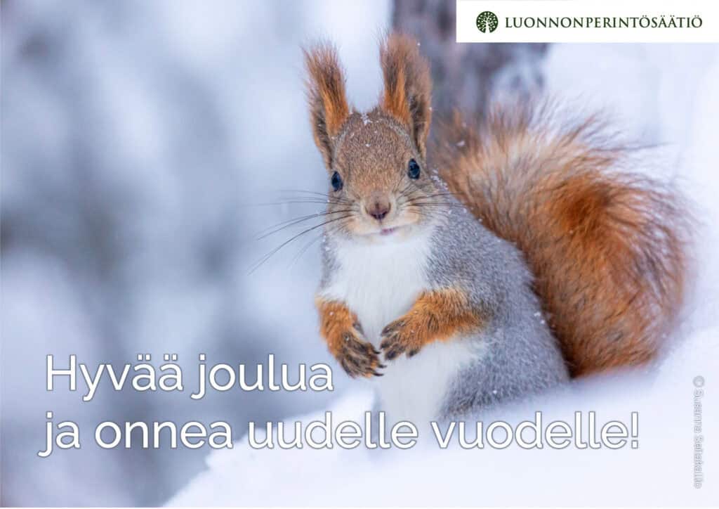 Orava. Kuva: Susanna Seitakallio