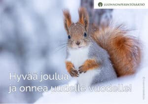 Orava. Kuva: Susanna Seitakallio