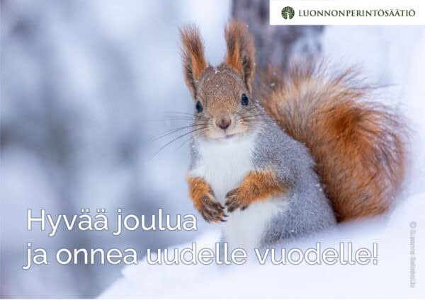 Orava. Kuva: Susanna Seitakallio