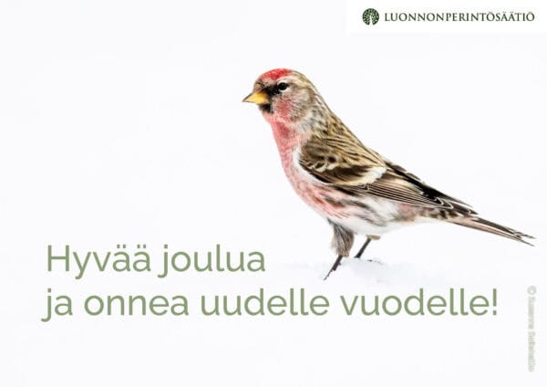 Urpiainen. Kuva: Susanna Seitakallio