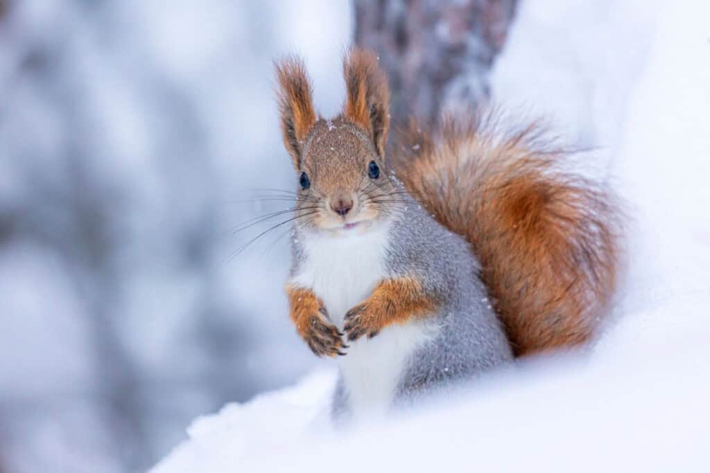 Orava. Kuva: Susanna Seitakallio