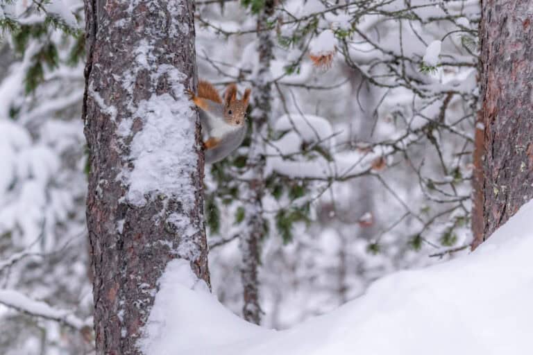 Orava. Kuva: Susanna Seitakallio