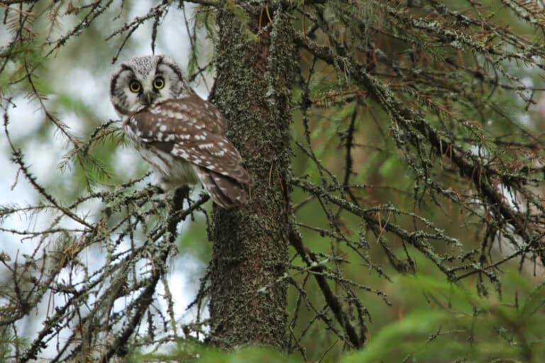 Helmipöllö. Kuva: Ari-Pekka Auvinen
