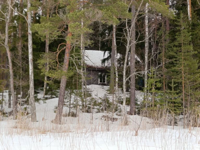 Pukin metsä. Kuva: Anneli Jussila