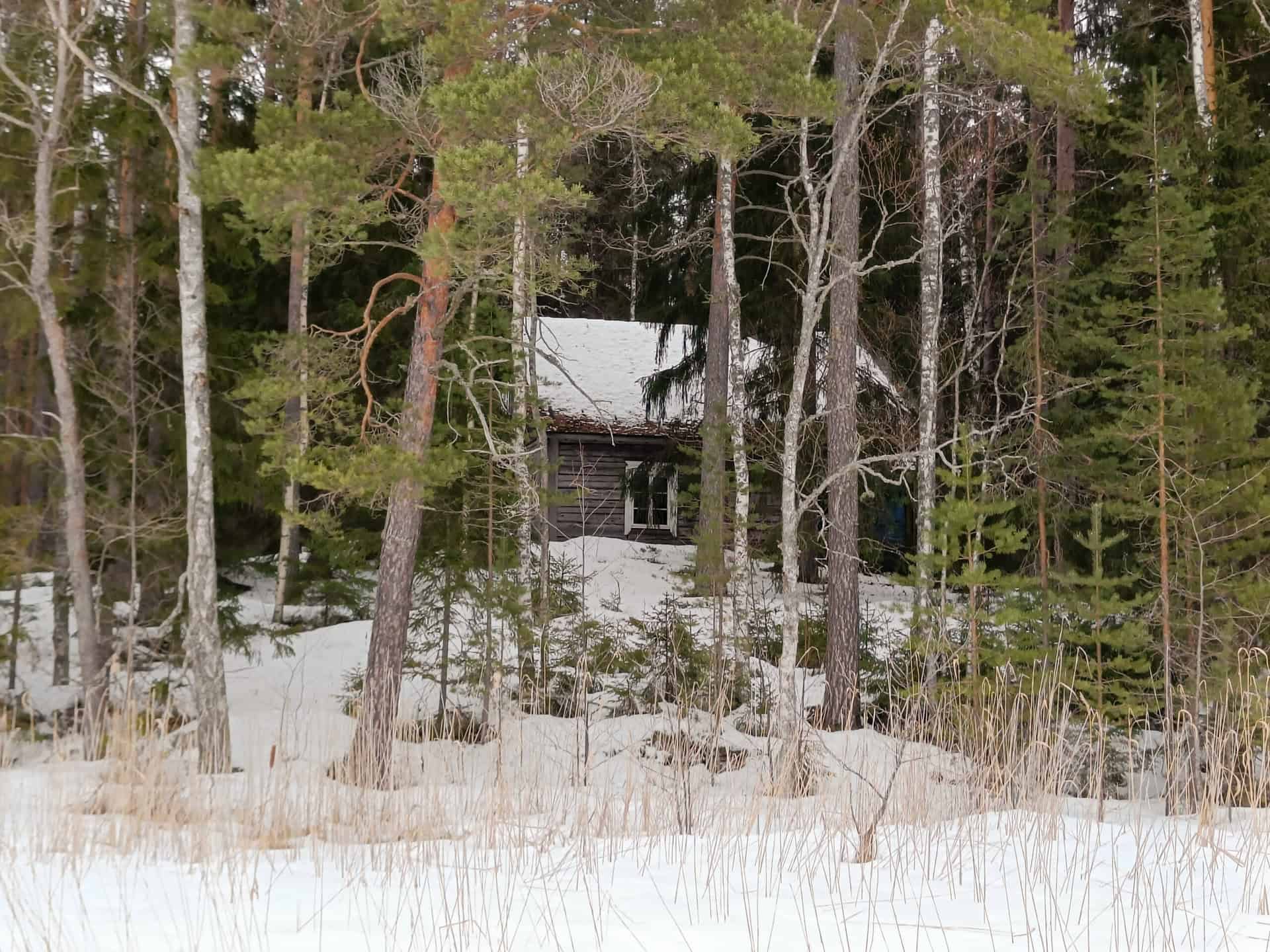 Pukin metsä. Kuva: Anneli Jussila