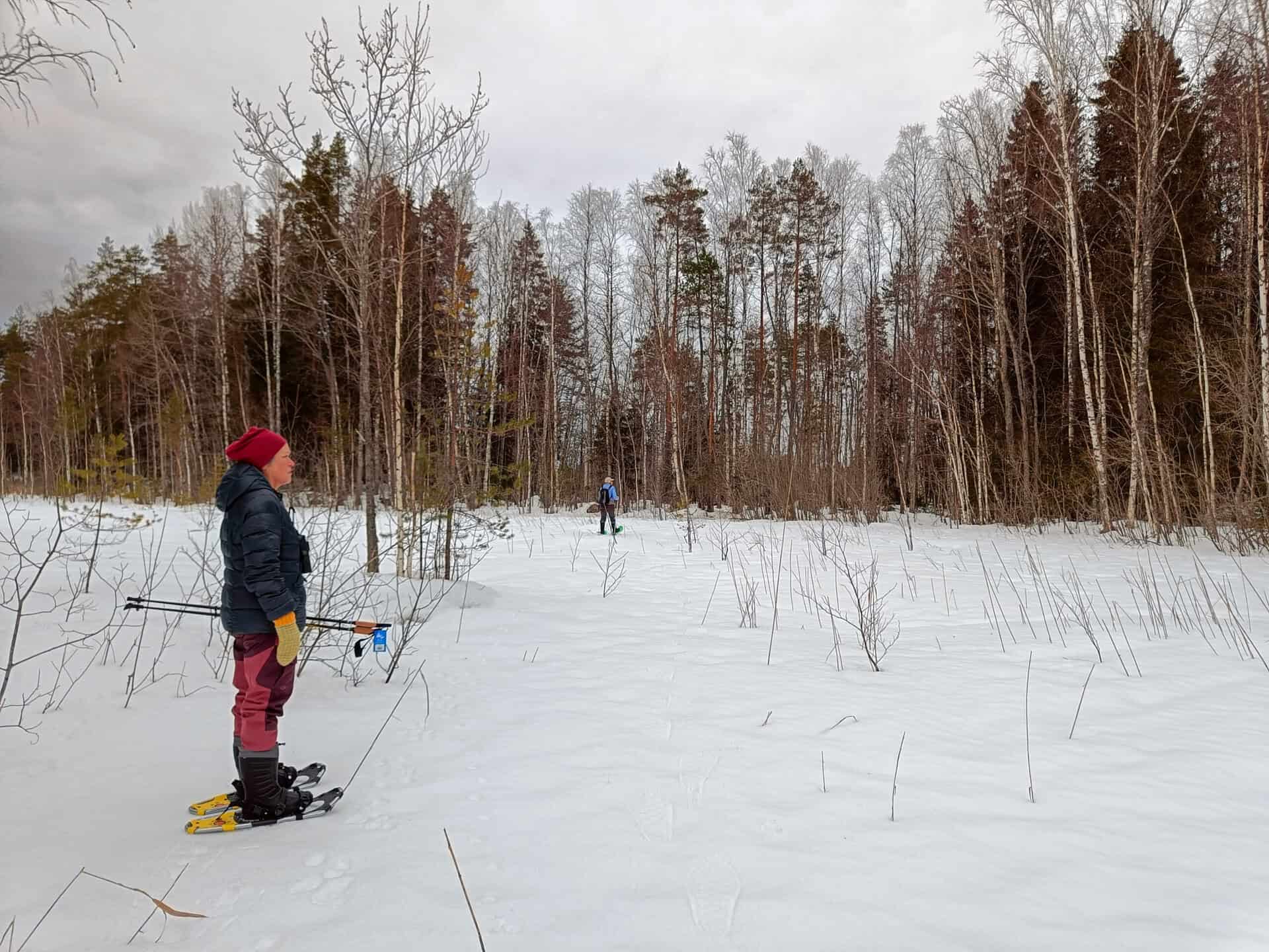 Pukin metsä. Kuva: Anneli Jussila
