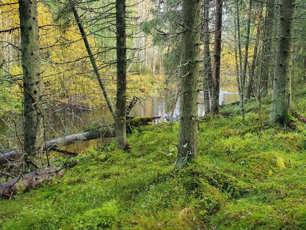 Ruonanjoen raakkumetsä. Kuva: Marko Ojala