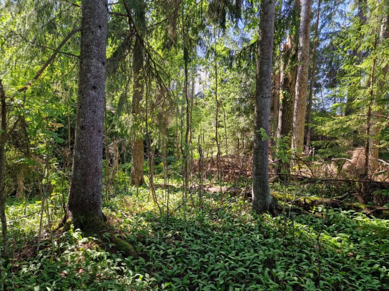 Anja ja Aulis Vainion perintömetsä. Kuva: Vilma Kaukoranta