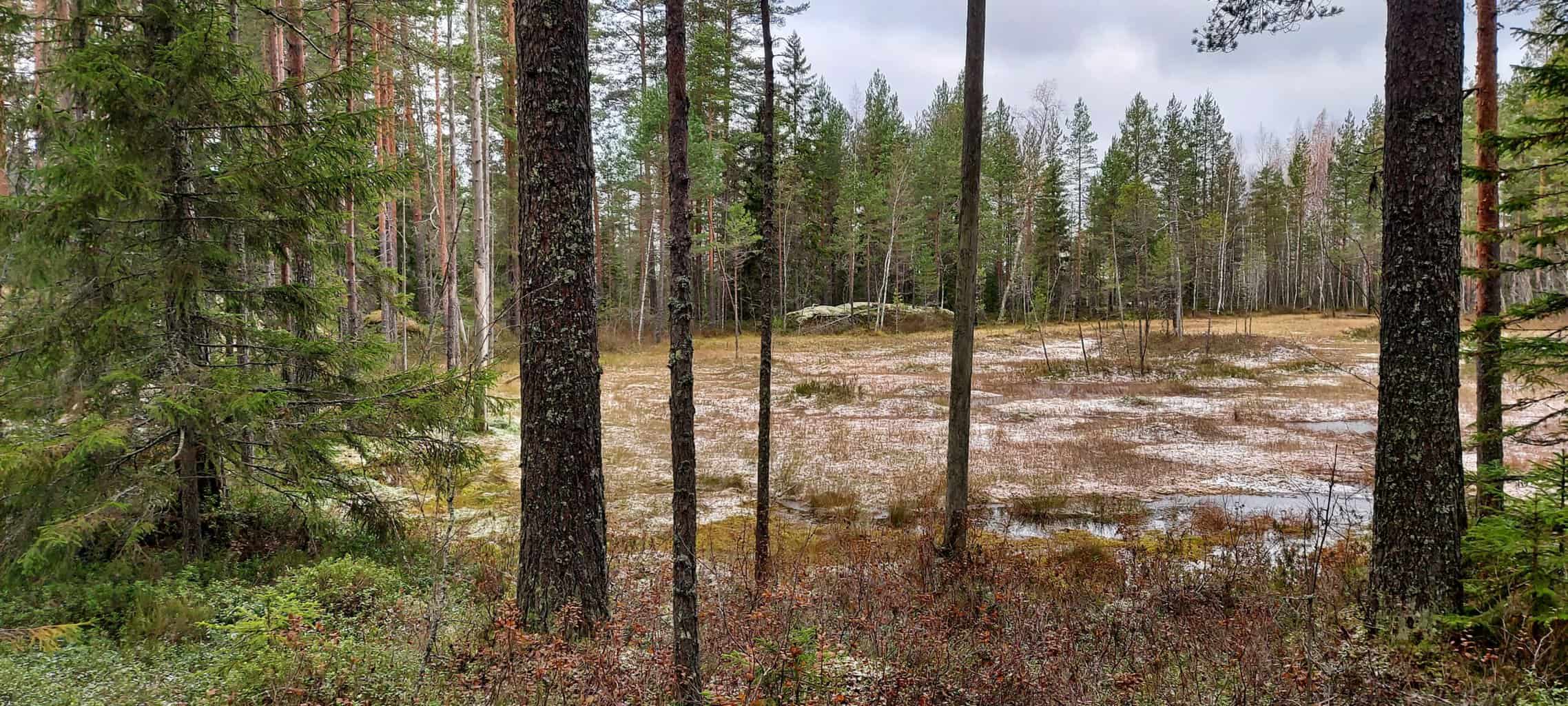 Marttametsä. Kuva: Harri Hölttä