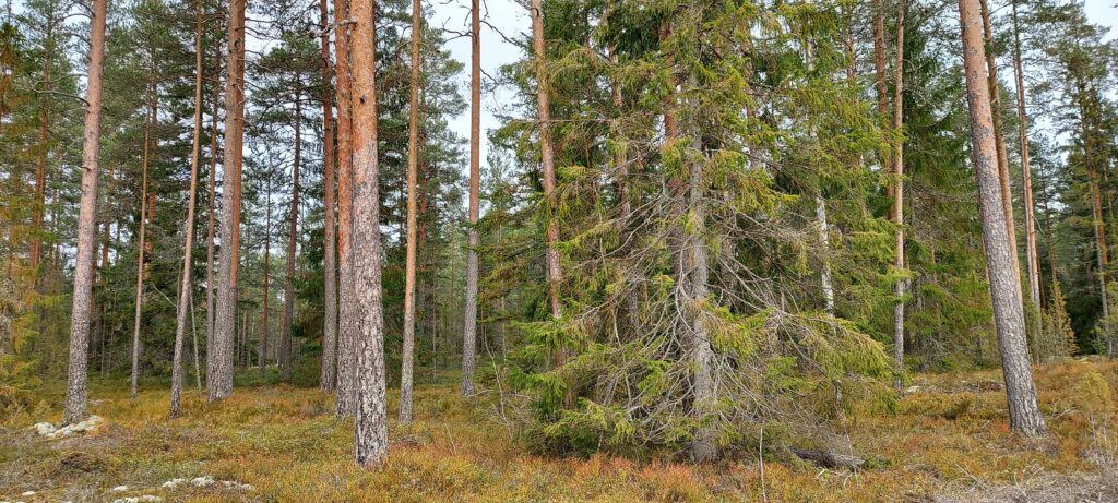 Marttametsä. Kuva: Harri Hölttä