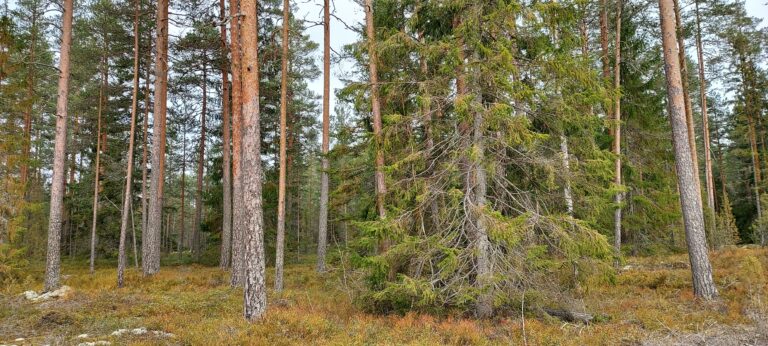 Marttametsä. Kuva: Harri Hölttä