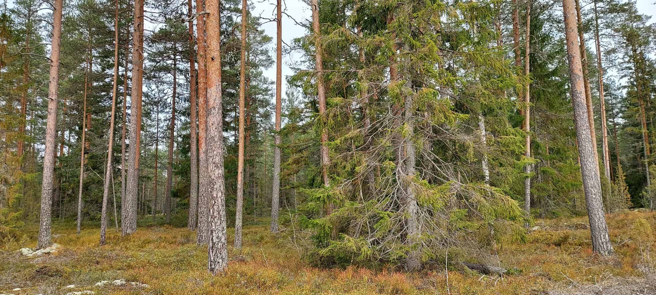 Marttametsä. Kuva: Harri Hölttä