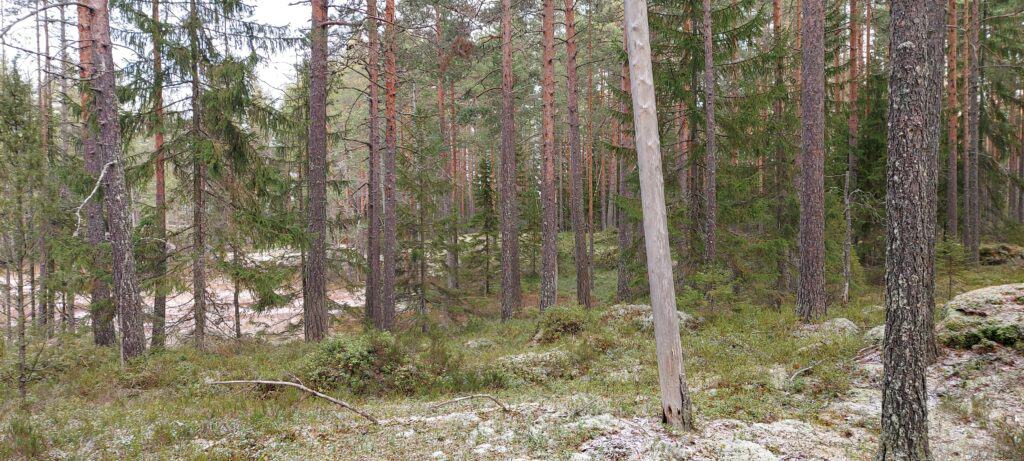 Marttametsä. Kuva: Harri Hölttä