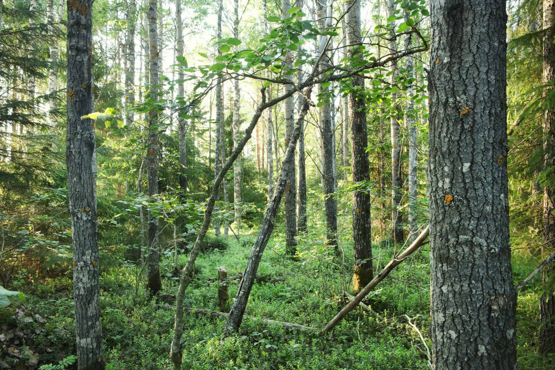 Verkasalo. Kuva: Ari-Pekka Auvinen