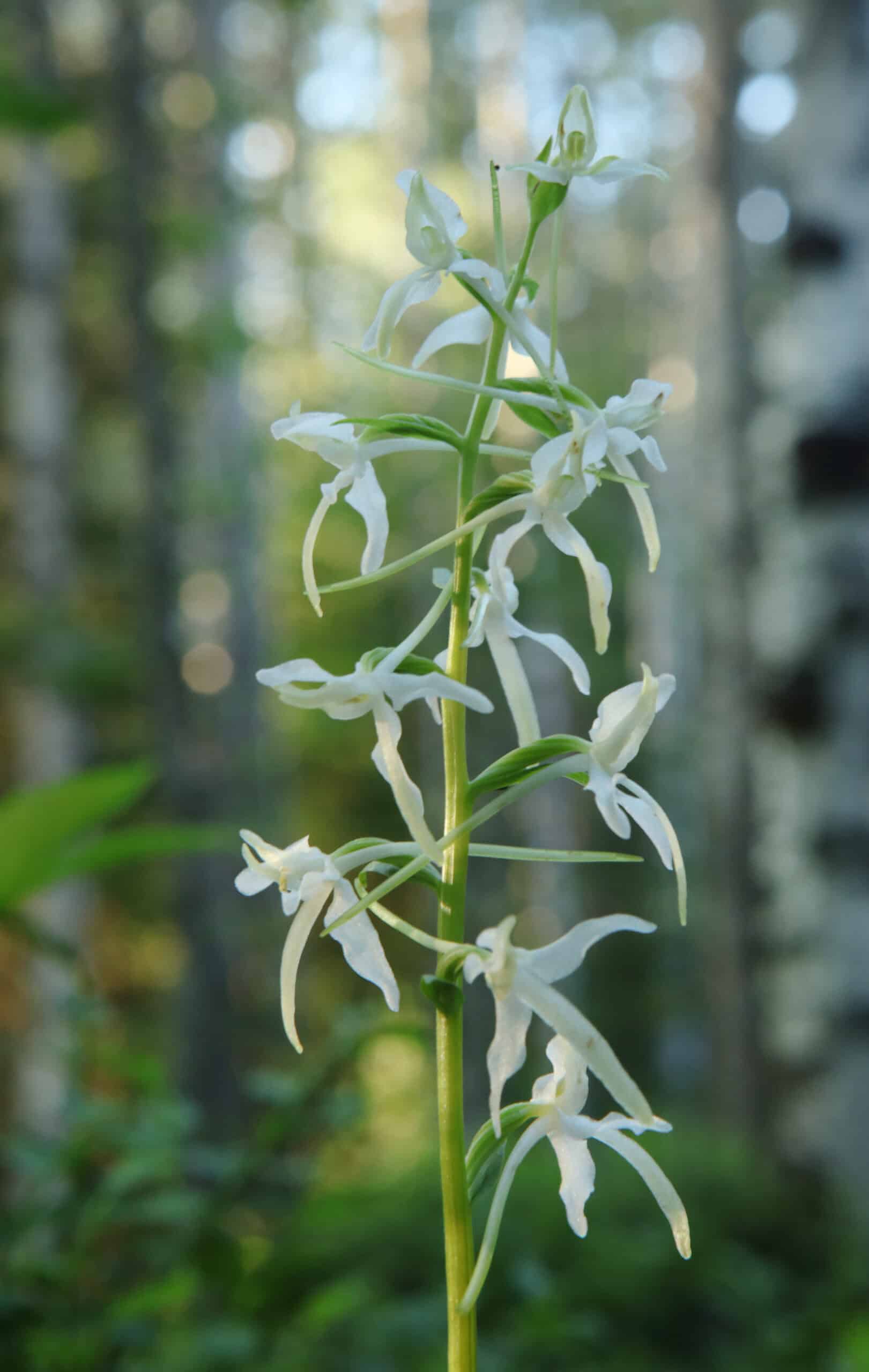 Verkasalo. Kuva: Ari-Pekka Auvinen