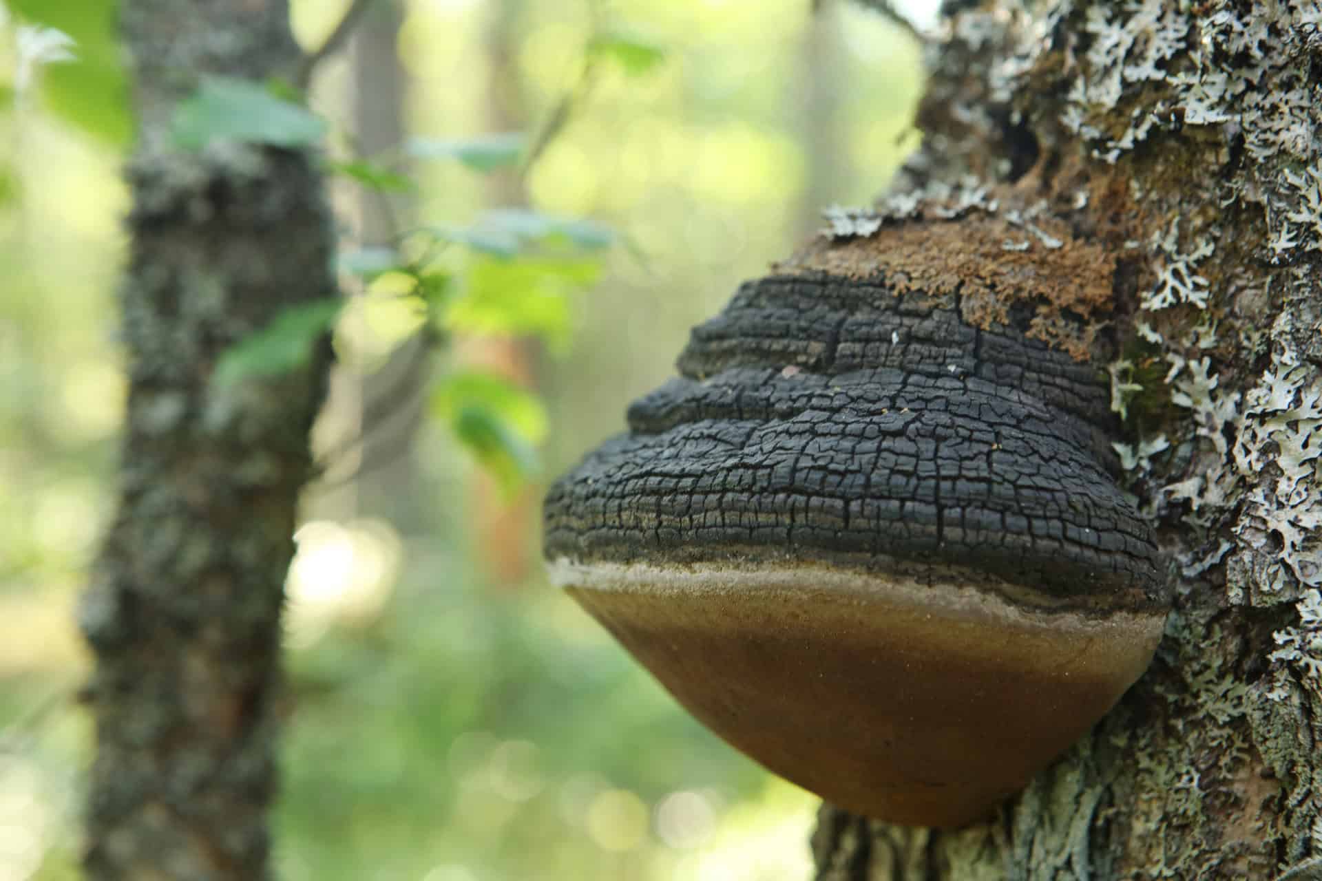 Verkasalo. Kuva: Ari-Pekka Auvinen