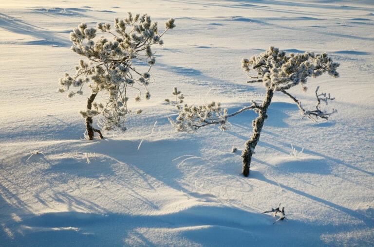 Iso Teerineva. Kuva: Ari-Pekka Auvinen