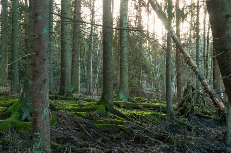 Ainilanlehto. Kuva: Mikko Hovila