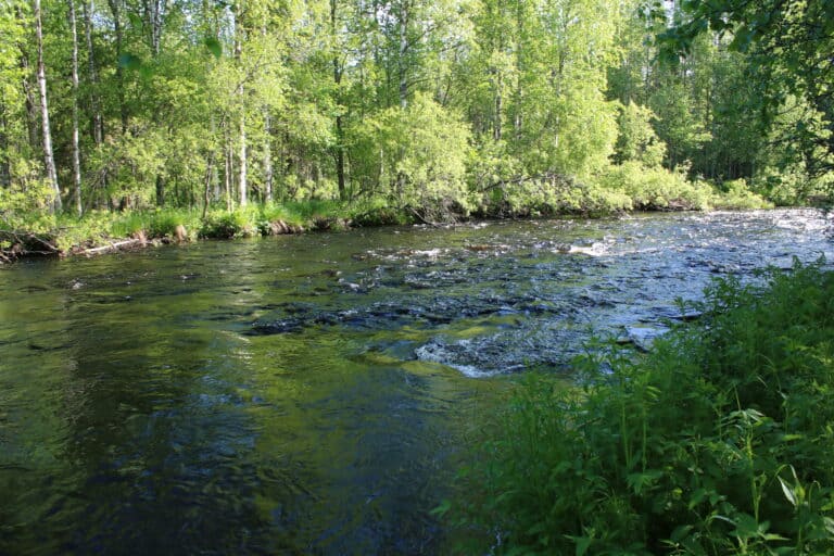 Lietejoen helmi. Kuva: Petri Haapala