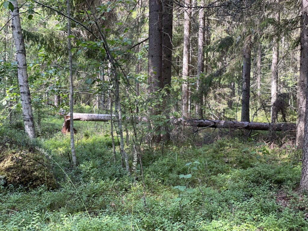 Vihatinsalo. Kuva: Jussi Salomäki