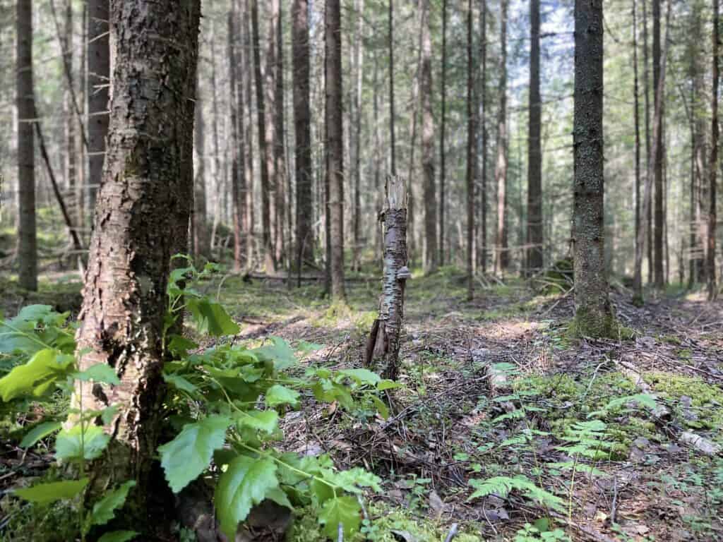 Vihatinsalo. Kuva: Jussi Salomäki