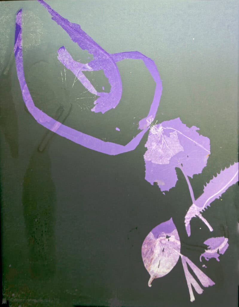 Kukka Pitkänen Floral Malfunctions III, Monotypia