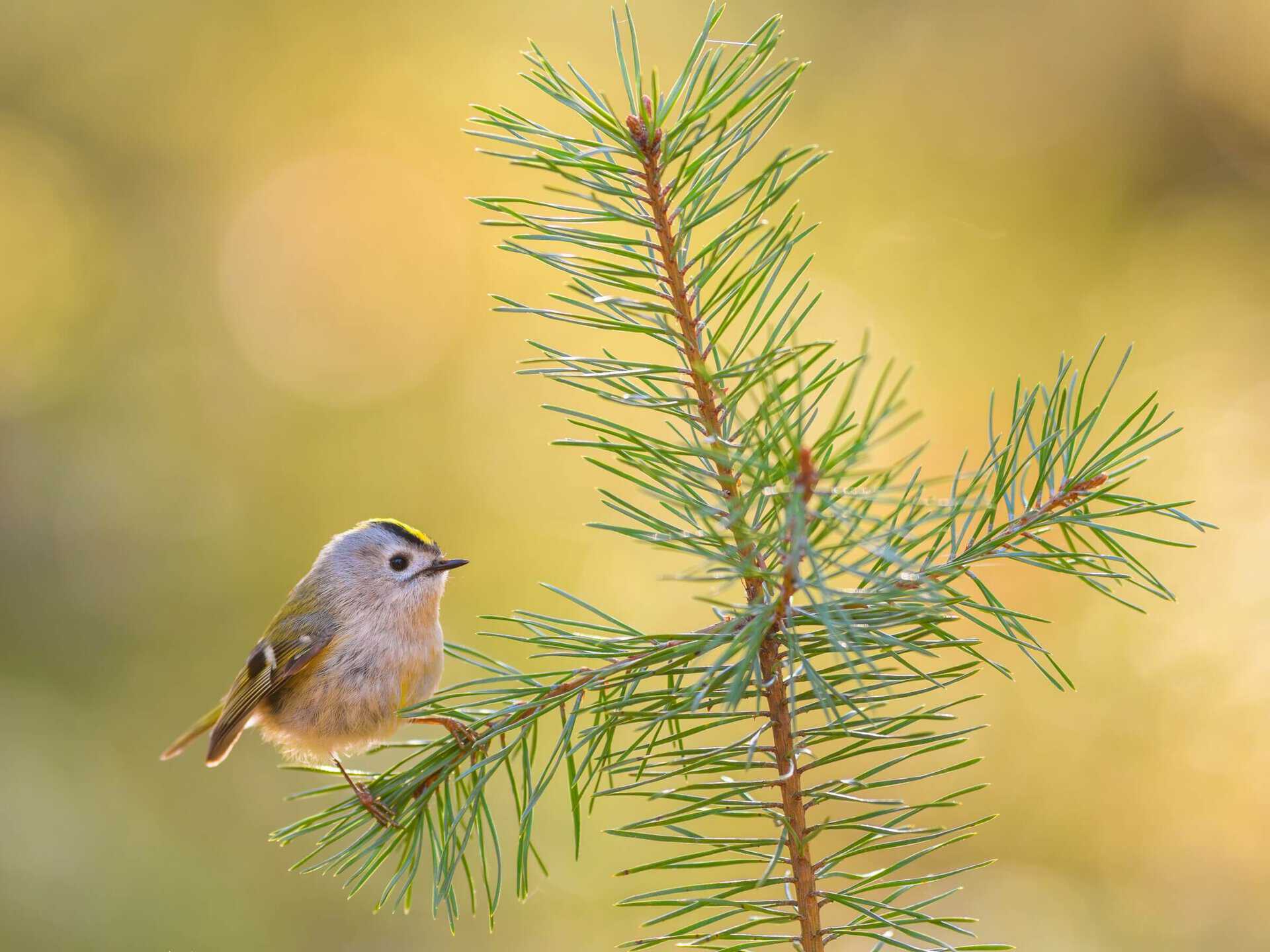 Kuvaaja: Onni Rantanen.