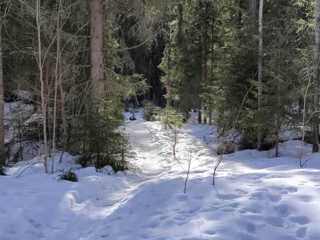 Käpypojan metsä. Kuva: Outi Kytömäki