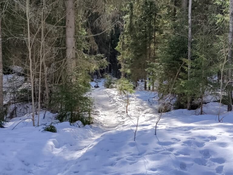 Käpypojan metsä. Kuva: Outi Kytömäki