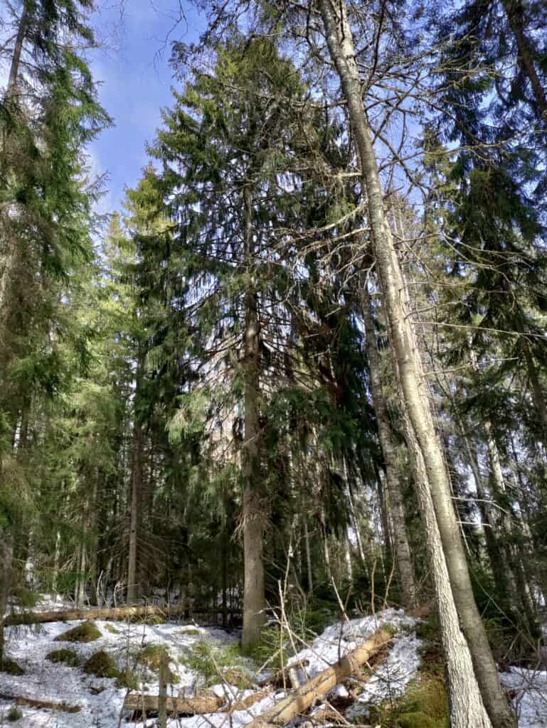 Käpypojan metsä. Kuva: Outi Kytömäki