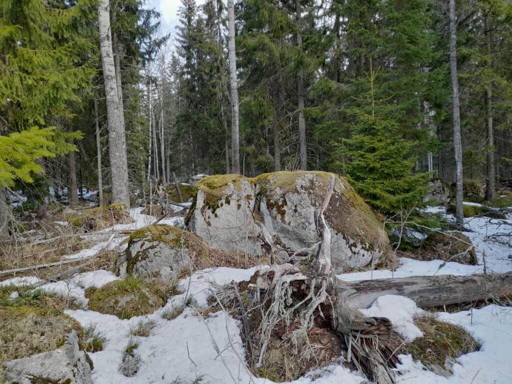 Käpypojan metsä. Kuva: Outi Kytömäki