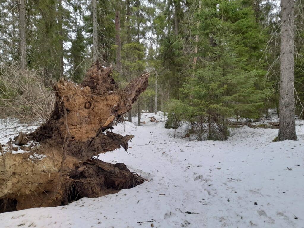 Käpypojan metsä. Kuva: Outi Kytömäki
