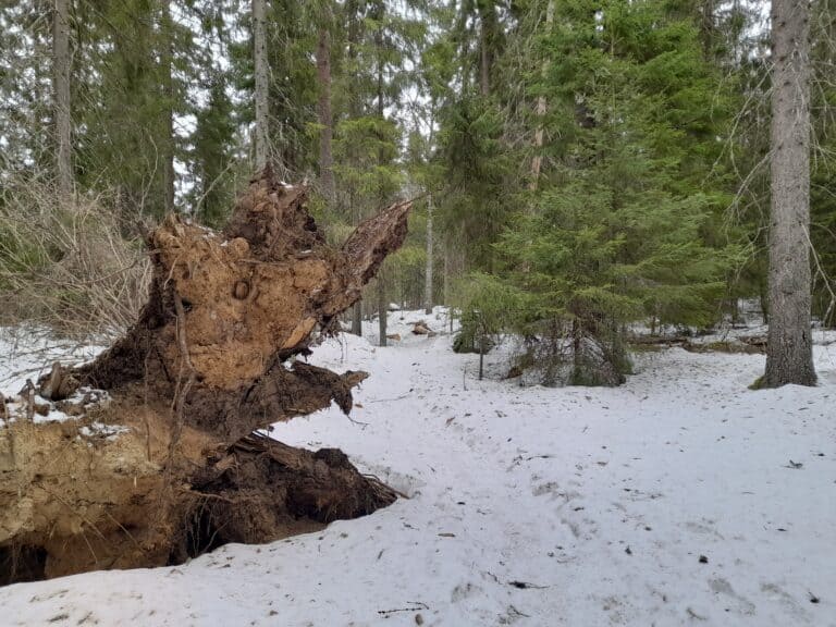 Käpypojan metsä. Kuva: Outi Kytömäki