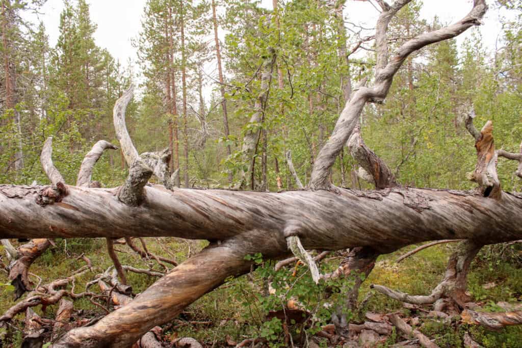 Muurusjärvi. Kuva: Petri Haapala
