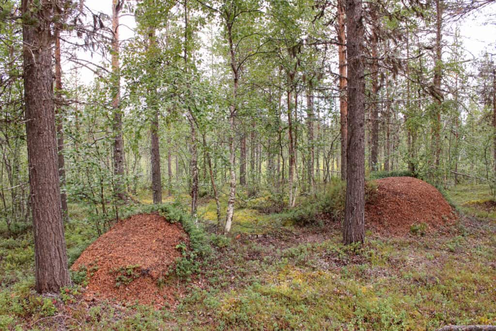 Muurusjärvi. Kuva: Petri Haapala