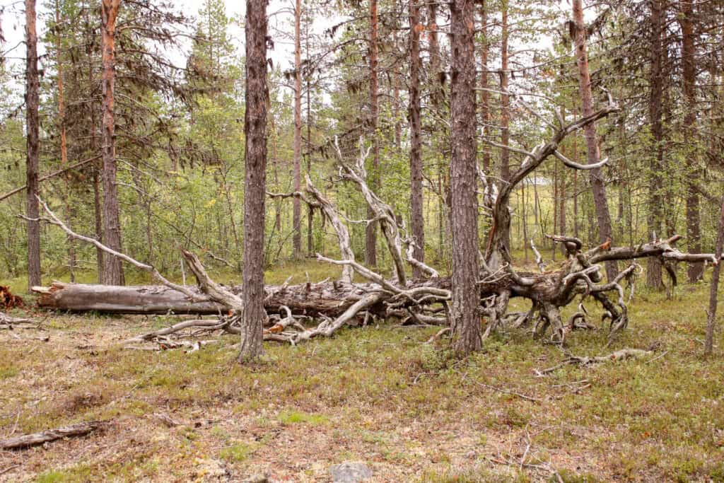Muurusjärvi. Kuva: Petri Haapala