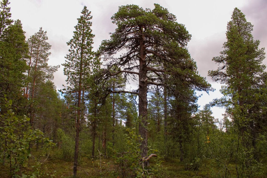 Muurusjärvi. Kuva: Petri Haapala