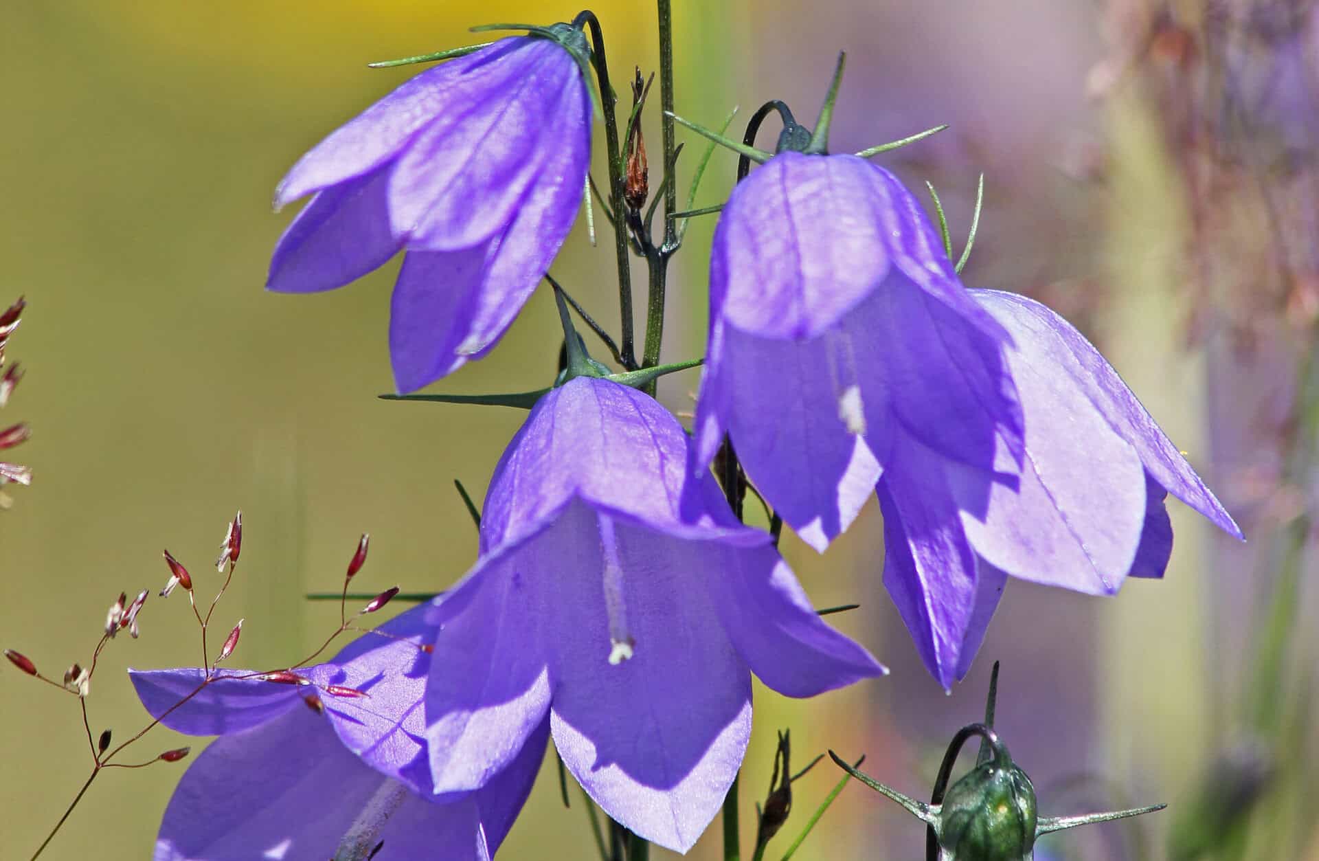 Kissankellot. Kuva: Tuomo Hurme