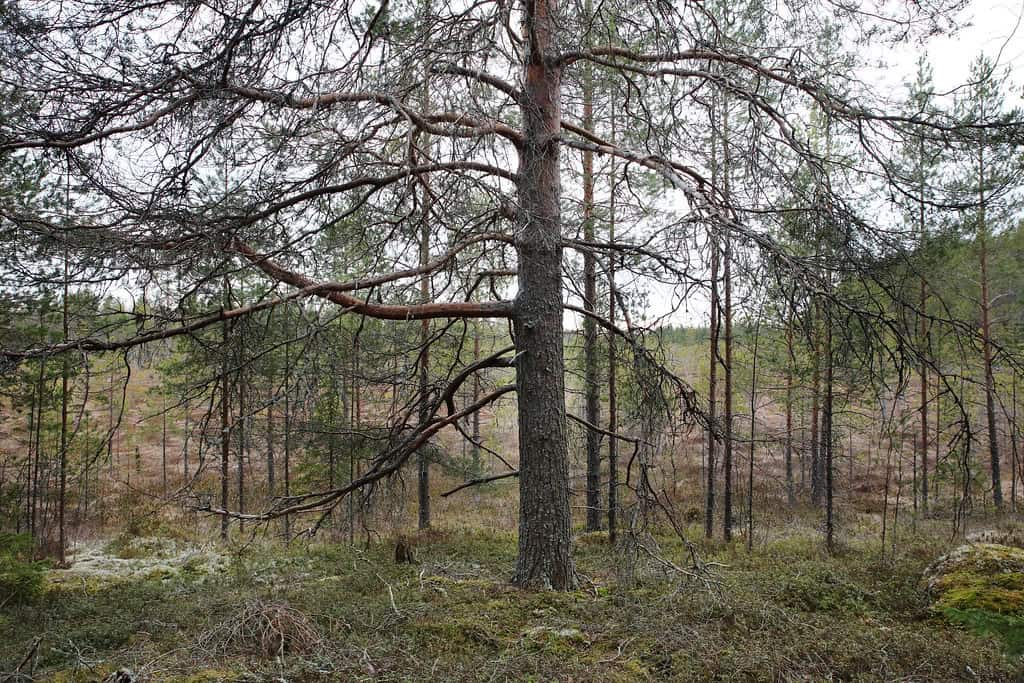 Kivisuo. Kuva: Ari-Pekka Auvinen