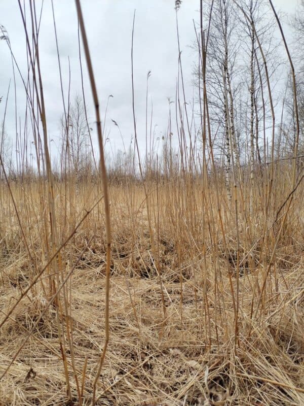 Koivuranta. Kuva: Luonnonperintösäätiön arkisto