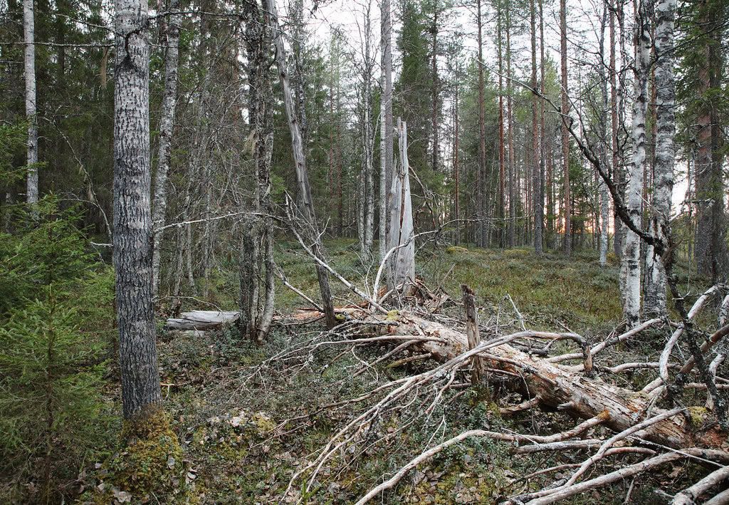 Kivisuo. Kuva: Ari-Pekka Auvinen