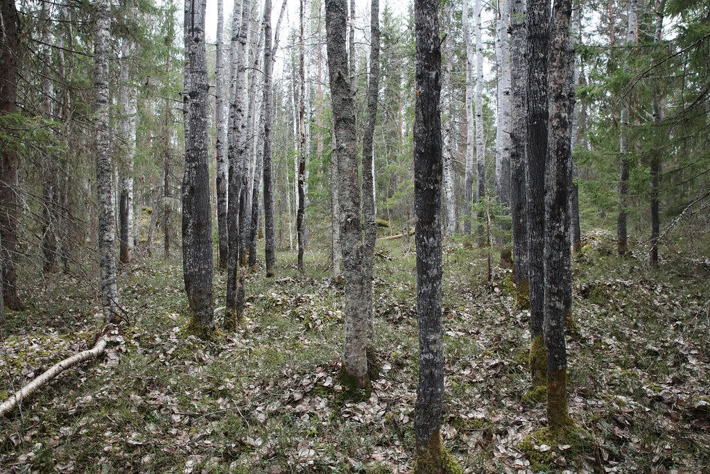 Kivisuo. Kuva: Ari-Pekka Auvinen