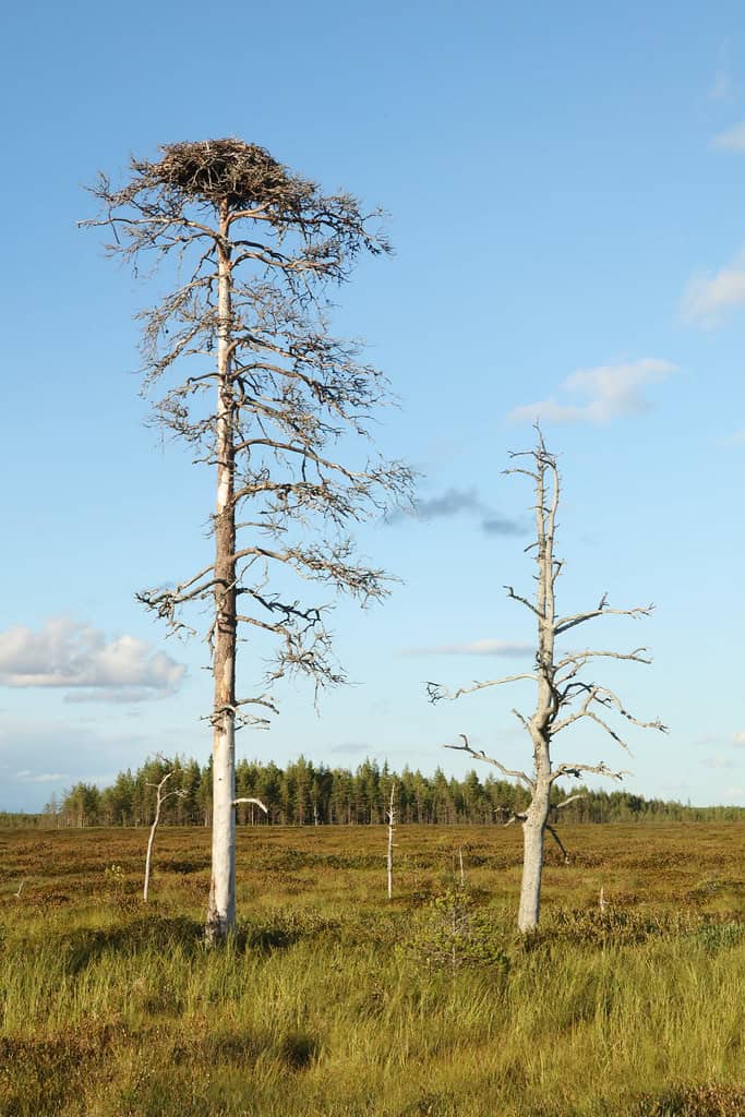 Kivisuo. Kuva: Ari-Pekka Auvinen