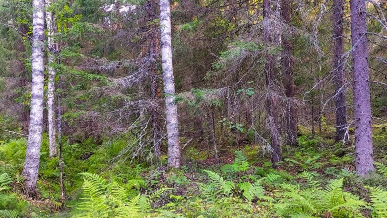 Ahokaarre. Kuva: Harri Hölttä