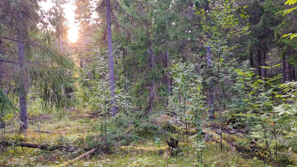 Ahokaarre. Kuva: Harri Hölttä