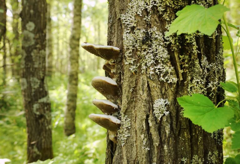 Koivuranta. Kuva: Ari-Pekka Auvinen