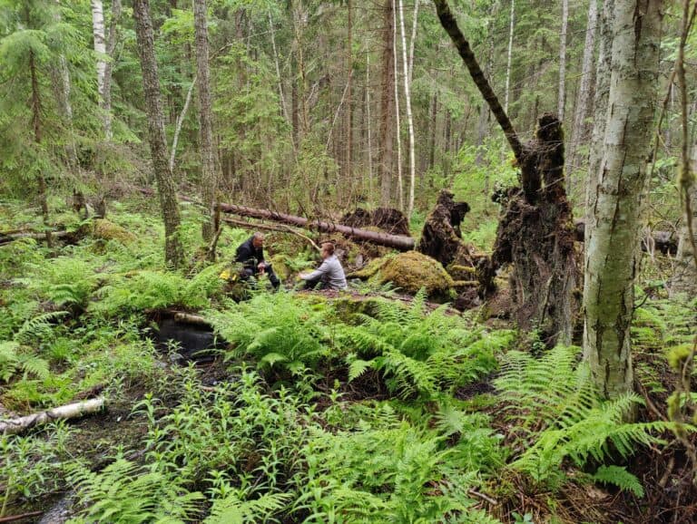 Metsäveräjä. Kuva: Ilkka Hautala