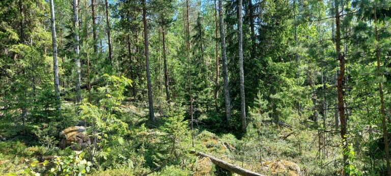 Iisalmen Hanhimäki. Kuva: Harri Hölttä