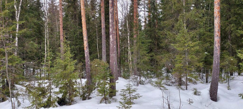 Ilomantsin Perttivaara. Kuva: Harri Hölttä