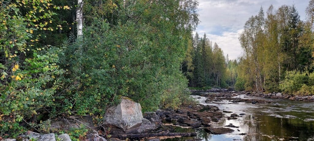 Tuupovaaran joenvarsimetsä. Kuva: Harri Hölttä